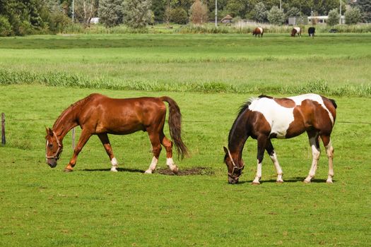 Two horses grazing on grassland