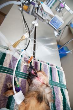 Small dog under anesthesia
