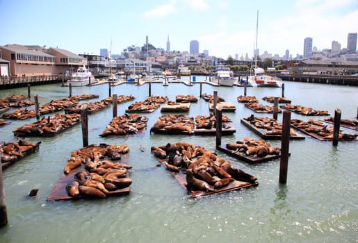  Sea lions at the Pier 39