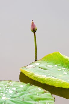 A single lotus bud with green leaf over water