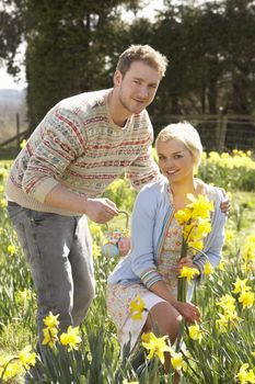 Romantic Couple Picking Spring Daffodils