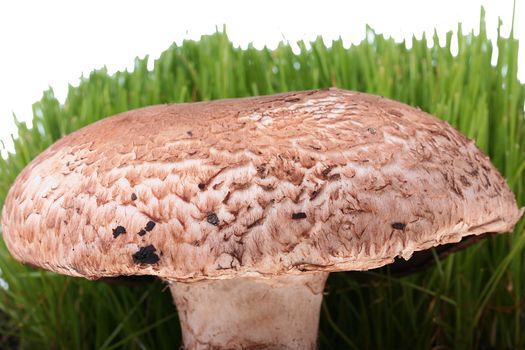 Big mushroom