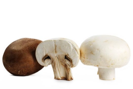 white brown and a half mushroom