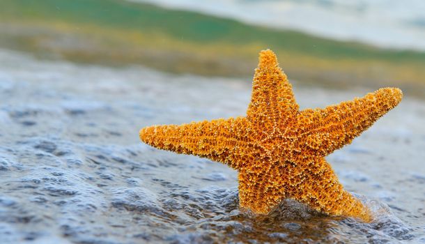 Starfish ashore