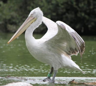 Pelican with open wings