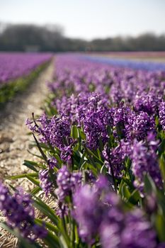 Hyacinths in Holland