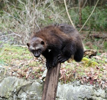 Wolverine.  Photo taken at Northwest Trek Wildlife Park, WA.