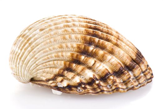 Sea shell over white background - isolated