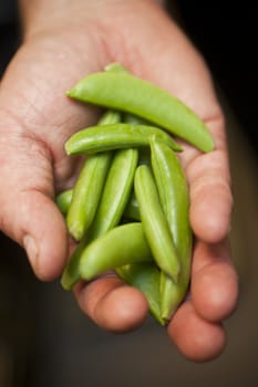 Hand with Pea Pods