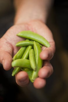 Hand with Pea Pods