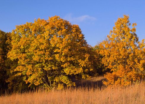 Autumn 'White Oaks' (Quercus alba) and prairie grasses, Waubonsie State Park, Iowa, USA