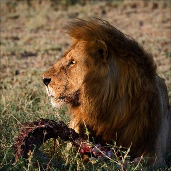 Supper of a lion. 