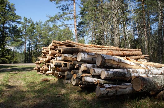 Timber Logs Stacked in Spring Forest