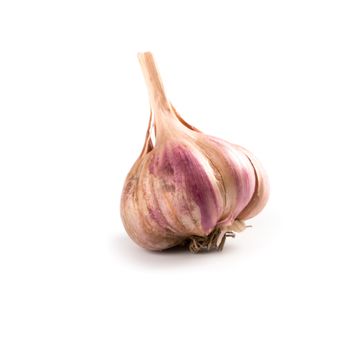 head of garlic 