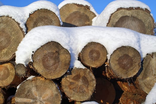 Pine Logs Under Snow