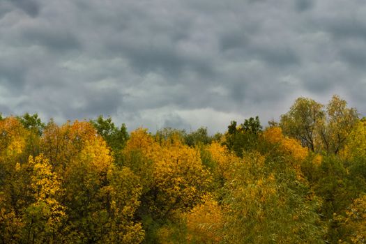 overcast sky above the autumn forest