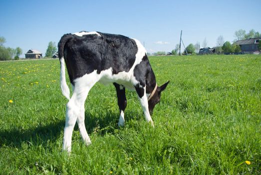 Calf in Pasture