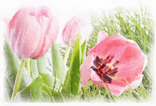 Watercolor of pink tulips with distressed effects