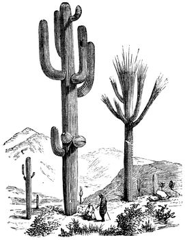 Saguaro or Carnegiea gigantea vintage engraving