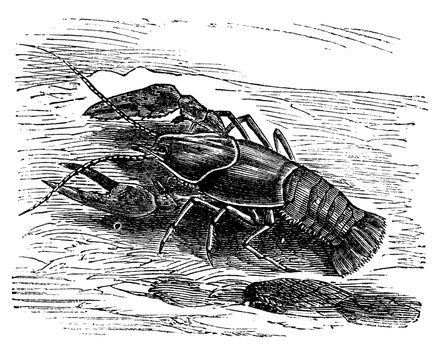 Lobster or Crayfish or Astacus sp., vintage engraving