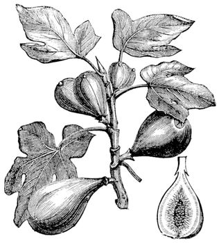 Common Fig or Ficus carica, vintage engraving