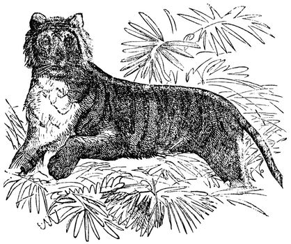 Tiger (Felis tigris or Panthera tigris, vintage engraving.