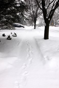 A fresh snow fall in the surburbs, featuring snow covered side walk with a single set of footprints.