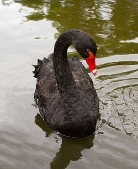 close-up black swan swimming in pond