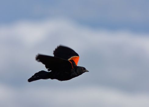 Red Winged Blackbird in Flight
