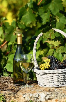 harvest and wine