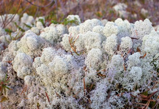 
Reindeer lichen under natural conditions. Autumn
