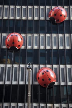Ladybirds walking on office building