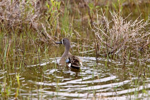 Blue Winged Teal in Pond