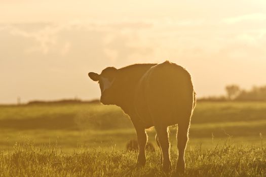 Cattle Cow sunrise 