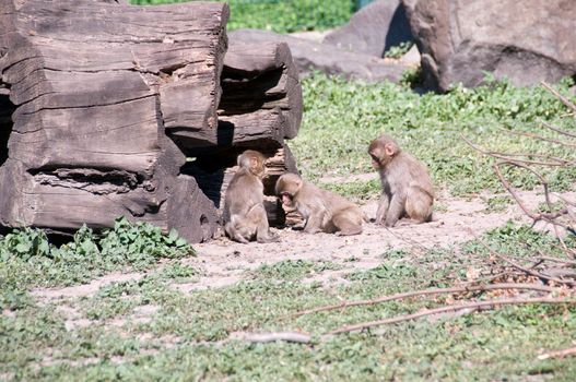  Japanese macaque  babies ( Macaca fuscata)