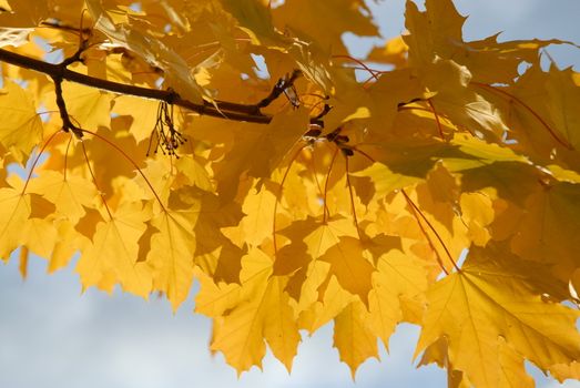 Scandinavian Lifestyle-yellow leaves