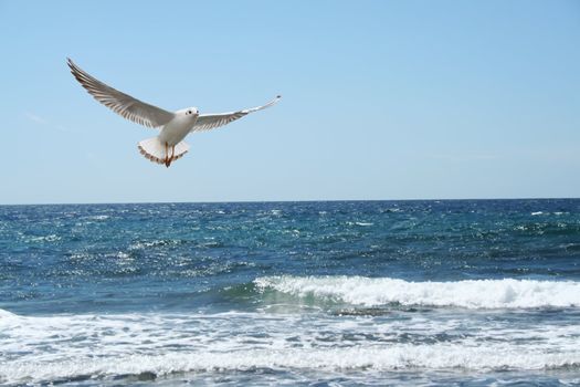 a beautiful seagul