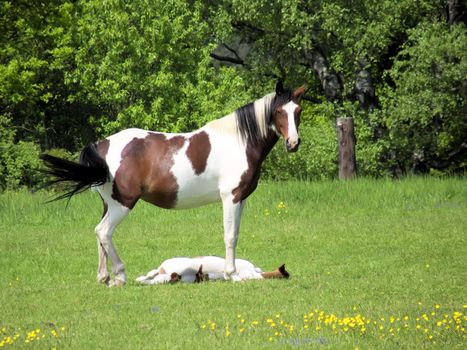 piebald  horses in the meadows  green