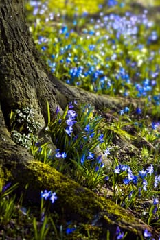 Siberian Squill 'Spring Beauty' blooming end of winter