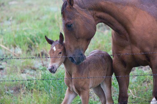 dam with foal horse