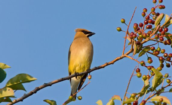 Western Kingbird perched in tree