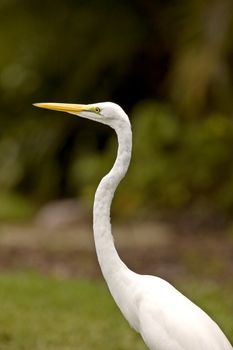 Great Egret in Florida