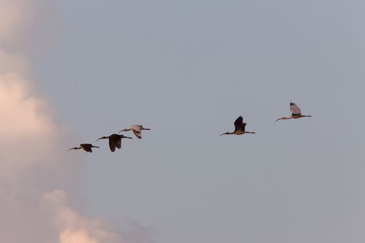 Wood Storks in flight over Florida