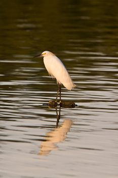 White Egret in Florida waters