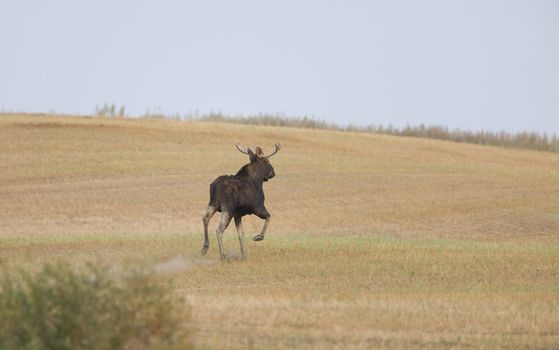 Bull moose running through field