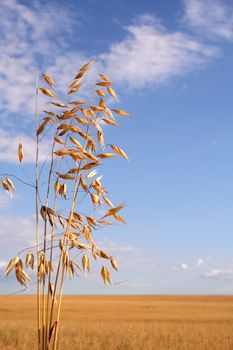 Corn field (oat)