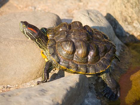 tortoise sitting on stones
