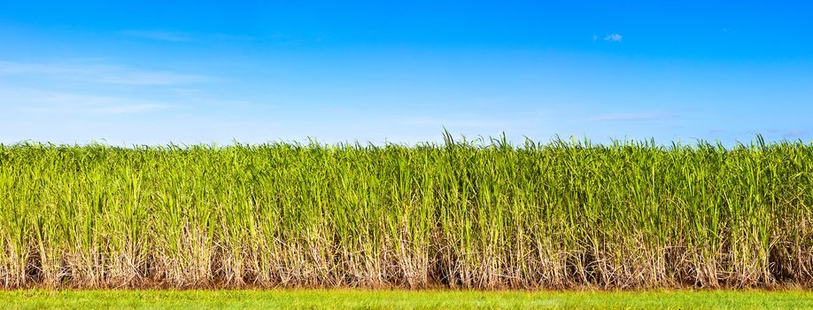 Panorama of sugar cane plantation 