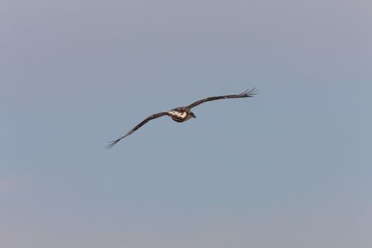 Rough Legged Hawk in Flight