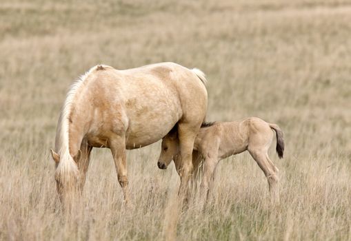 Horse and Colt in Pasture Saskatchewan Canada